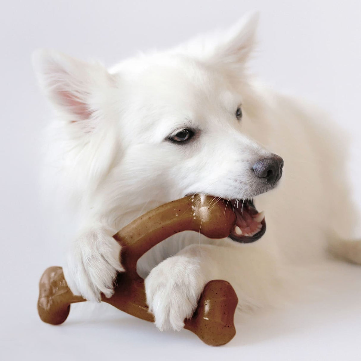 犬の「好き」から選ぶ。M.M.DOGSおすすめのおもちゃ5選
