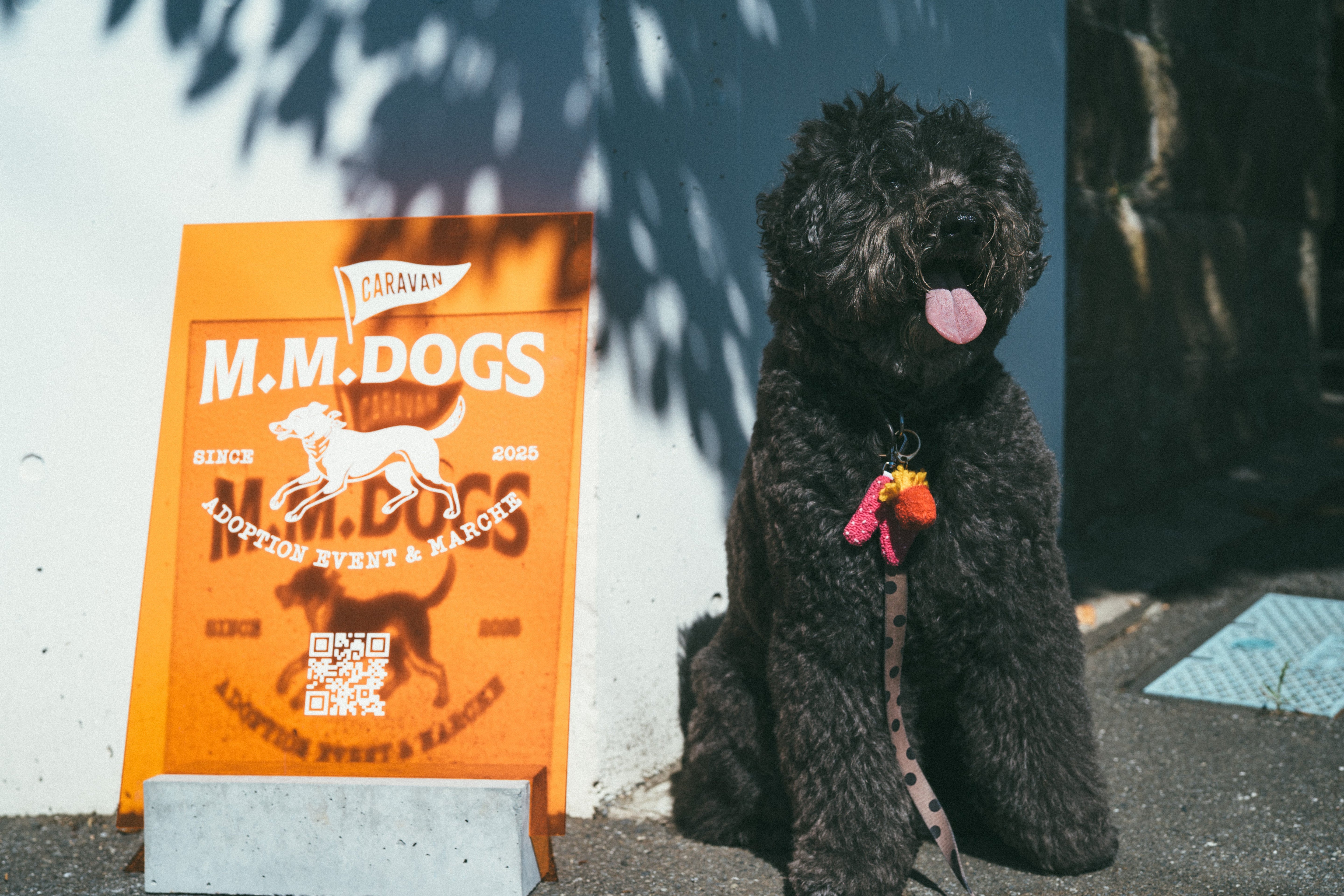 犬用品の店なのに、なぜ譲渡会をやっているのか。