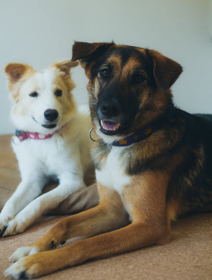 earthdog｜アースドッグ【100%ヘンプ製マーチンゲールカラー】