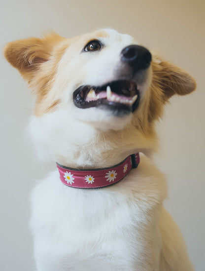 earthdog｜アースドッグ【100%ヘンプ製マーチンゲールカラー】