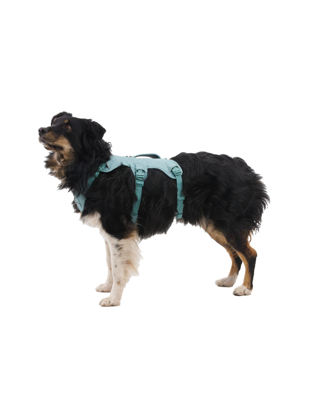 RUFFWEAR｜ラフウェア【ウェブマスタードッグハーネス】