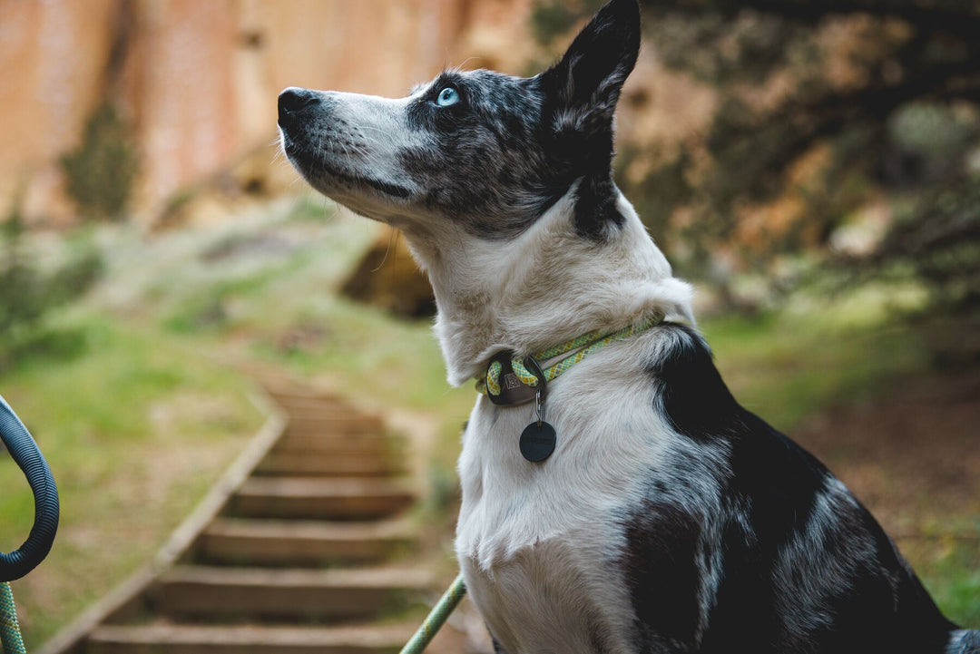 RUFFWEAR｜ラフウェア【ノットアカラー】