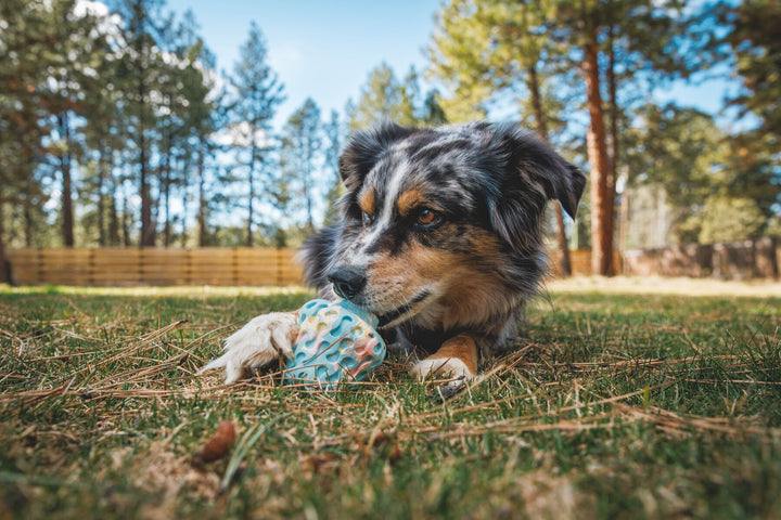 RUFFWEAR｜ラフウェア【モレルトイ】