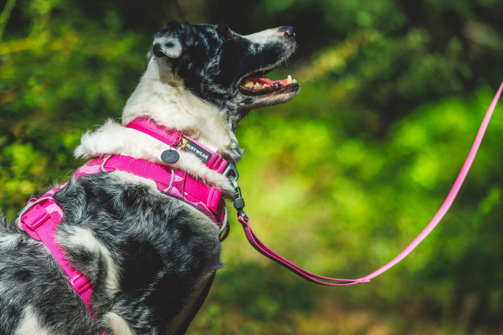 RUFFWEAR｜ラフウェア【フロントレンジハーネス】
