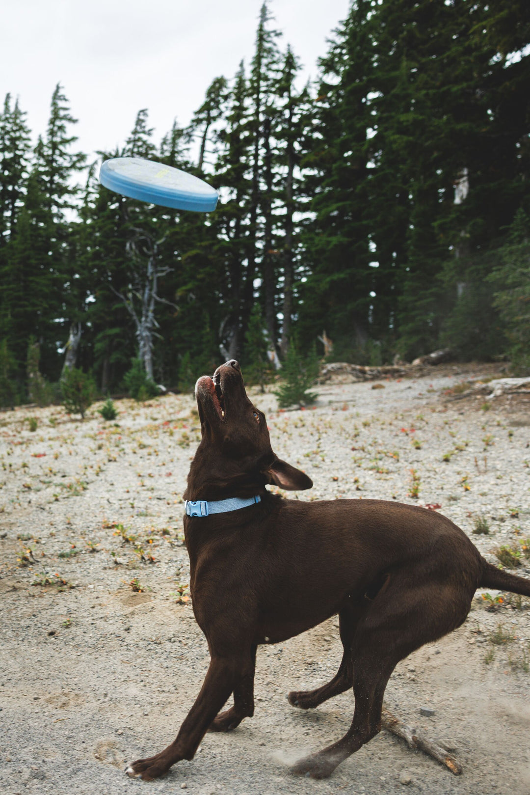 RUFFWEAR｜ラフウェア【キャンプフライヤートイ】