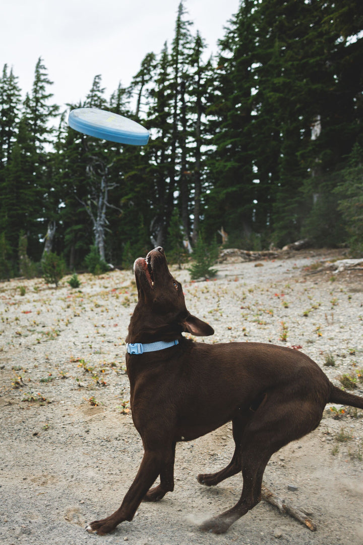 RUFFWEAR｜ラフウェア【キャンプフライヤートイ】