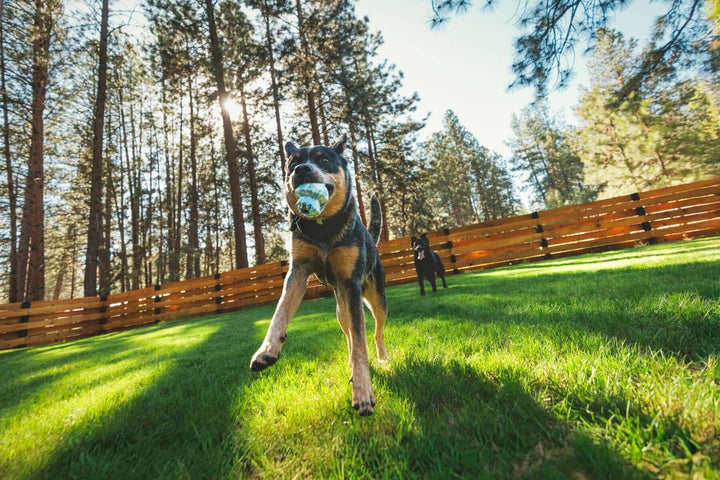RUFFWEAR｜ラフウェア【トードストゥールトイ】を咥えて遊ぶ犬が自然の中で楽しんでいる様子