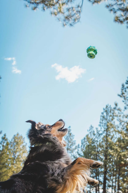RUFFWEAR｜ラフウェア【トードストゥールトイ】を追いかける犬、青空の下で遊ぶシーン