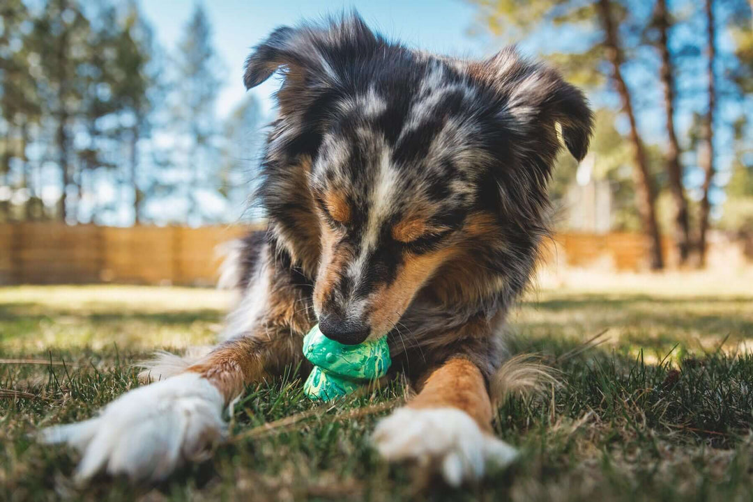 RUFFWEAR｜ラフウェア【トードストゥールトイ】を楽しむ犬の画像、緑色のおもちゃで遊んでいる様子